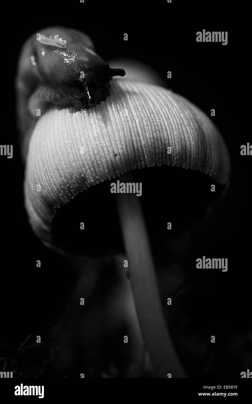 Manger un champignon Banque D'Images