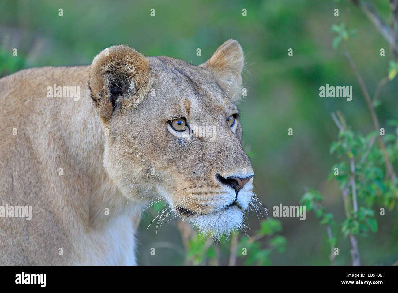 Les femmes adultes lionne Banque D'Images