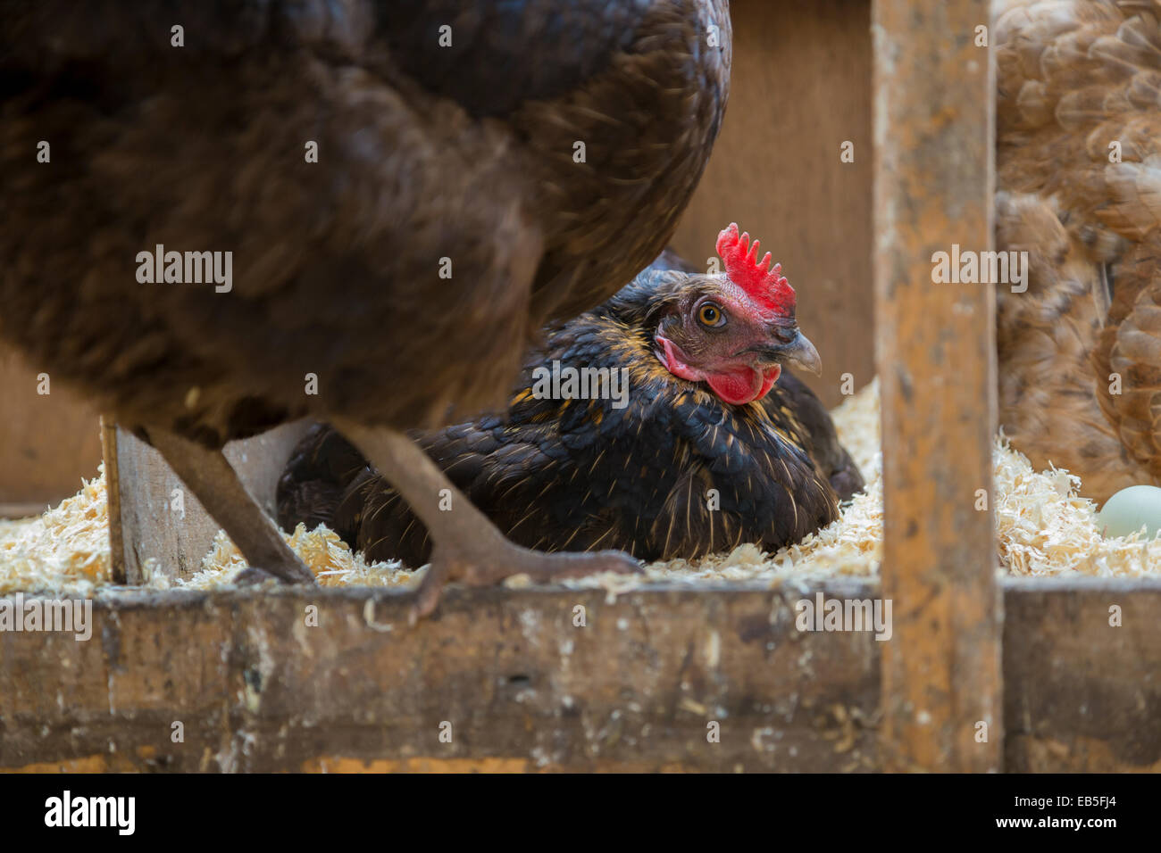 Poules en liberté dans le poulailler. Banque D'Images