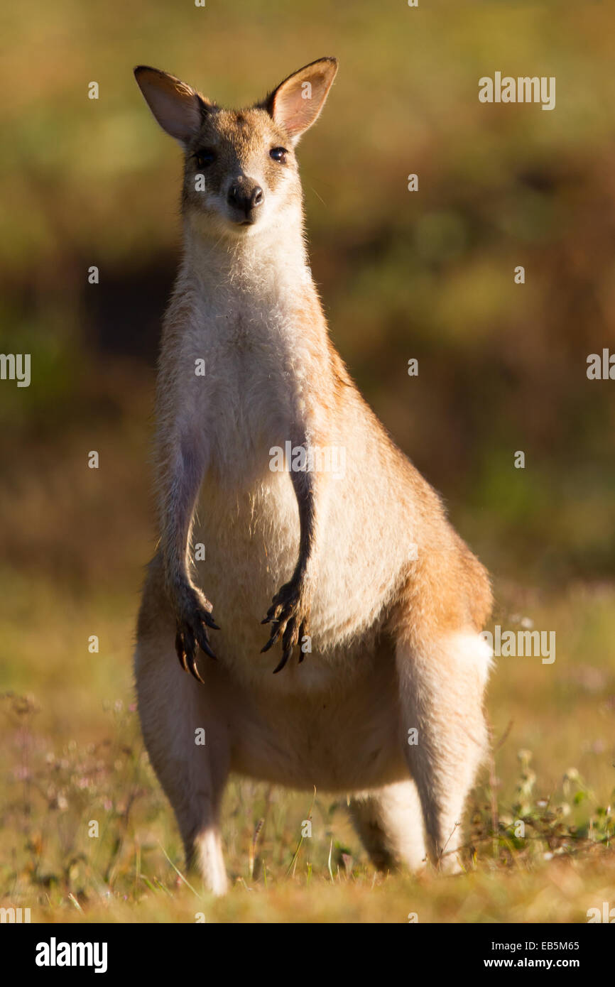 Wallaby Agile (Macropus agilis) dans une alerte poser Banque D'Images