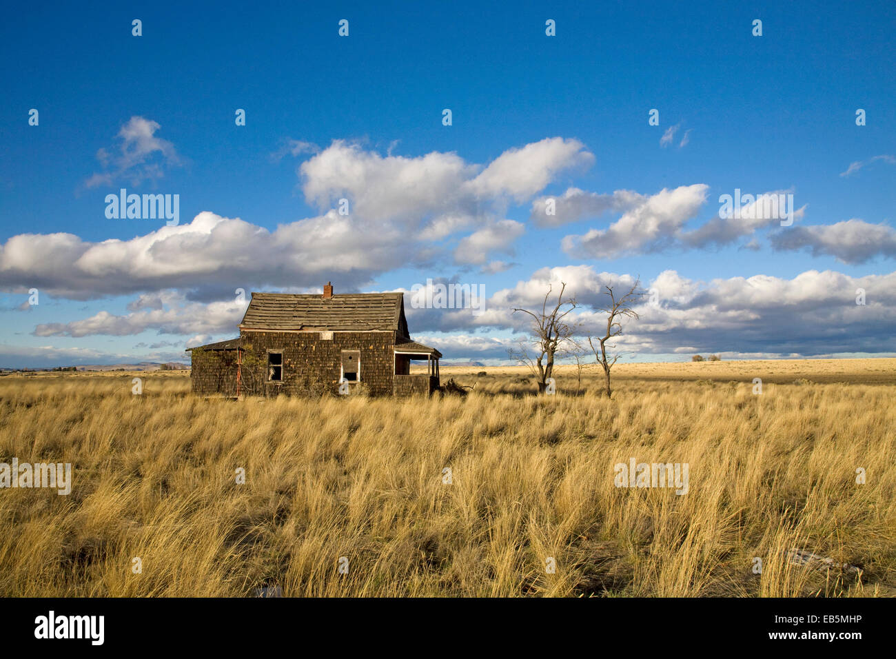 L'époque de la dépression d'une maison de ferme abandonnée dans un champ de blé près de Madras, Oregon, vers 1920 Banque D'Images