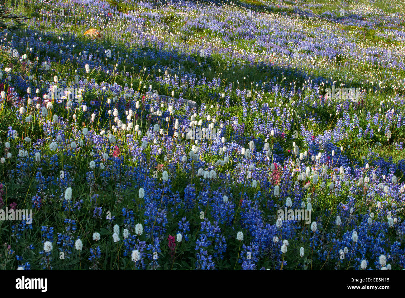 Paradise Meadows, Mt Rainier National Park, Wa Banque D'Images