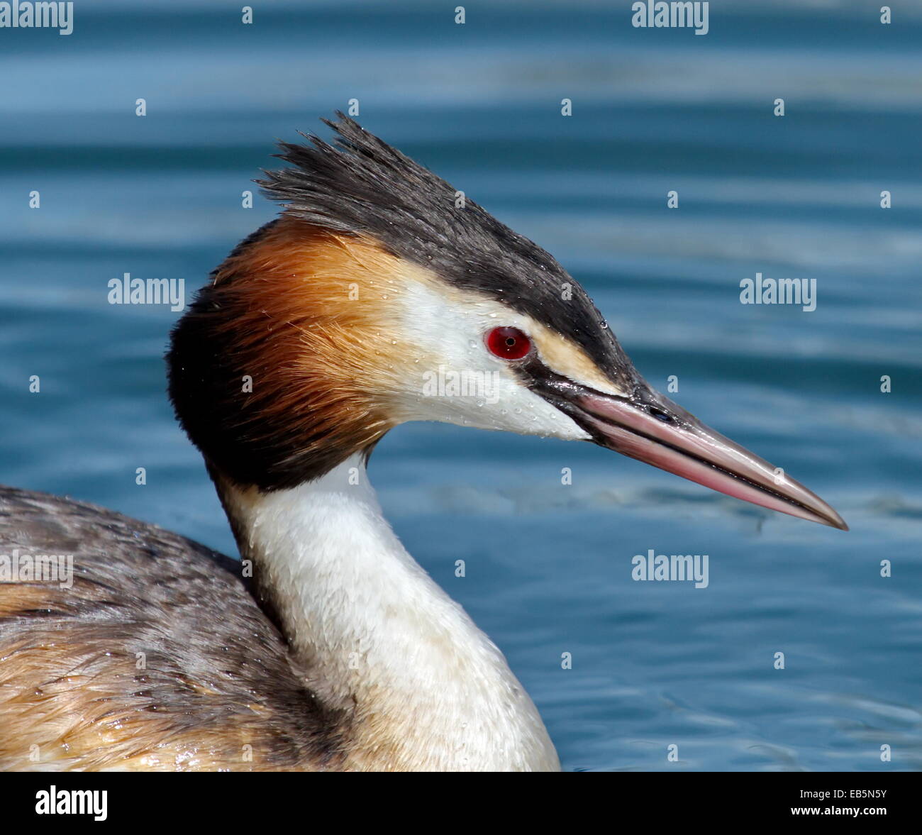 Canard de grèbe huppé (Podiceps cristatus) flottant sur l'eau Banque D'Images