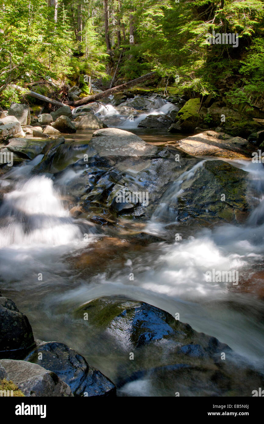 Creek dans Mt Rainier National Park Banque D'Images