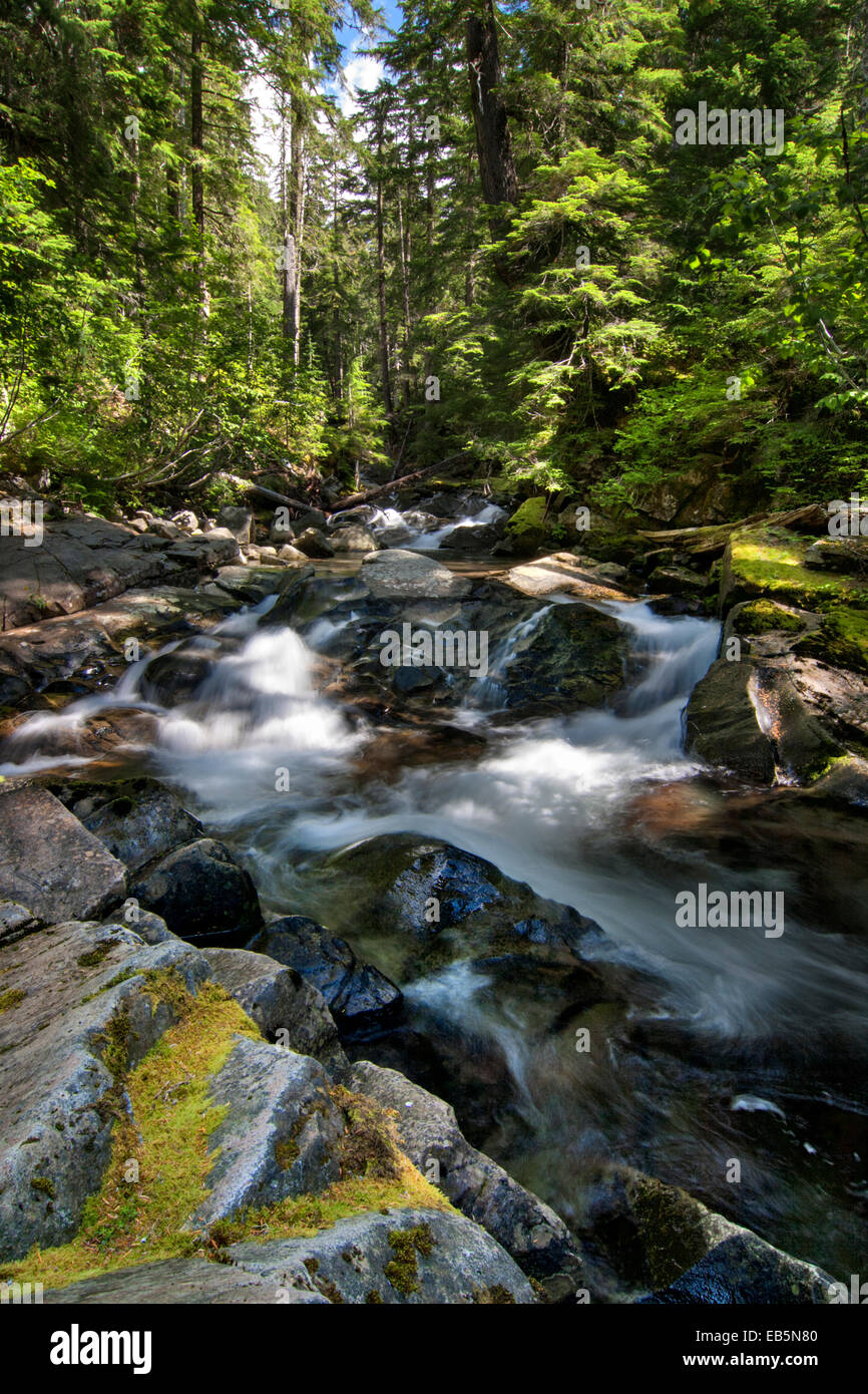Creek dans Mt Rainier National Park Banque D'Images