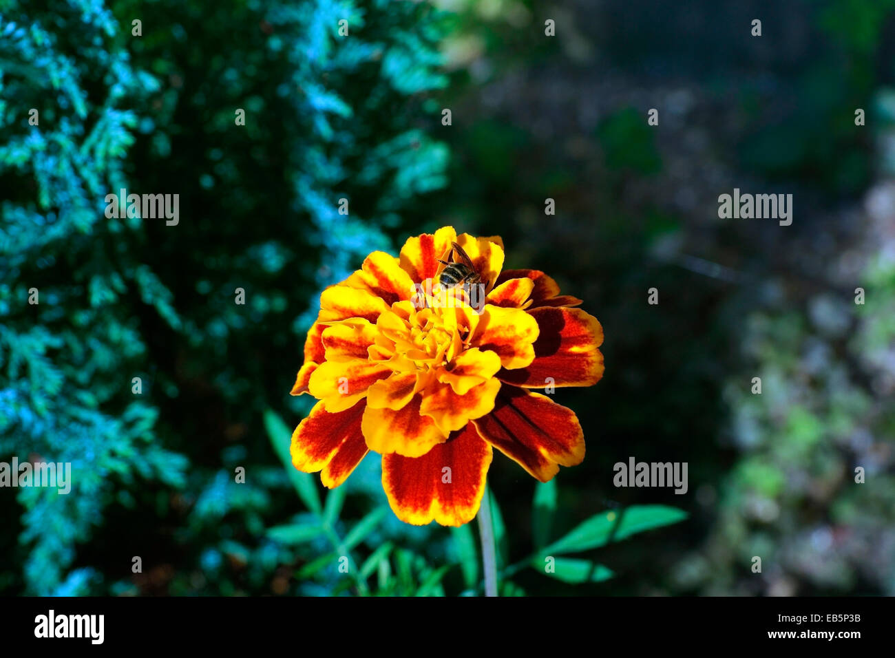 MARIGOLD Banque D'Images