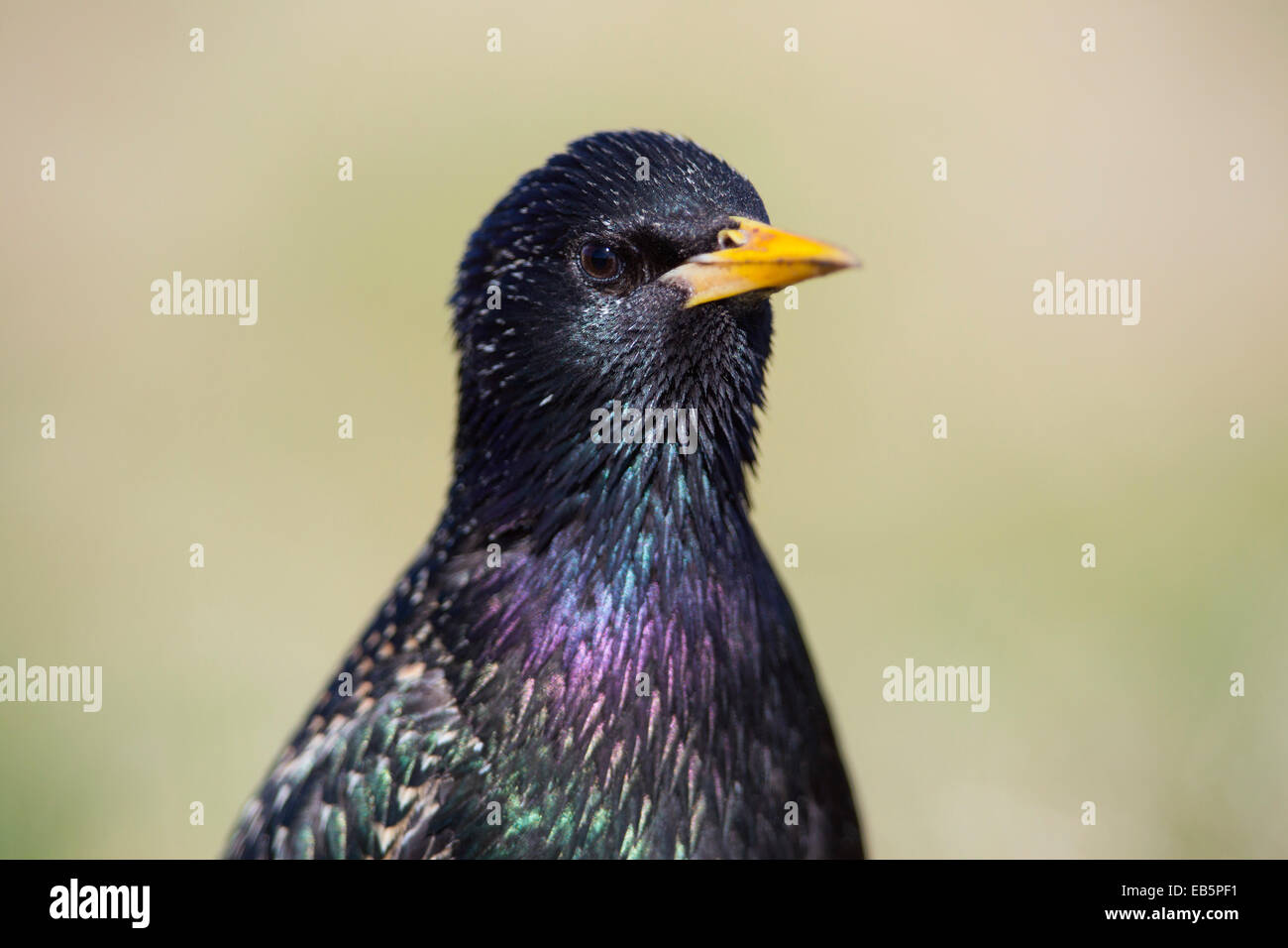 Starling Sturnus vulgaris ; ; Portrait ; UK Banque D'Images
