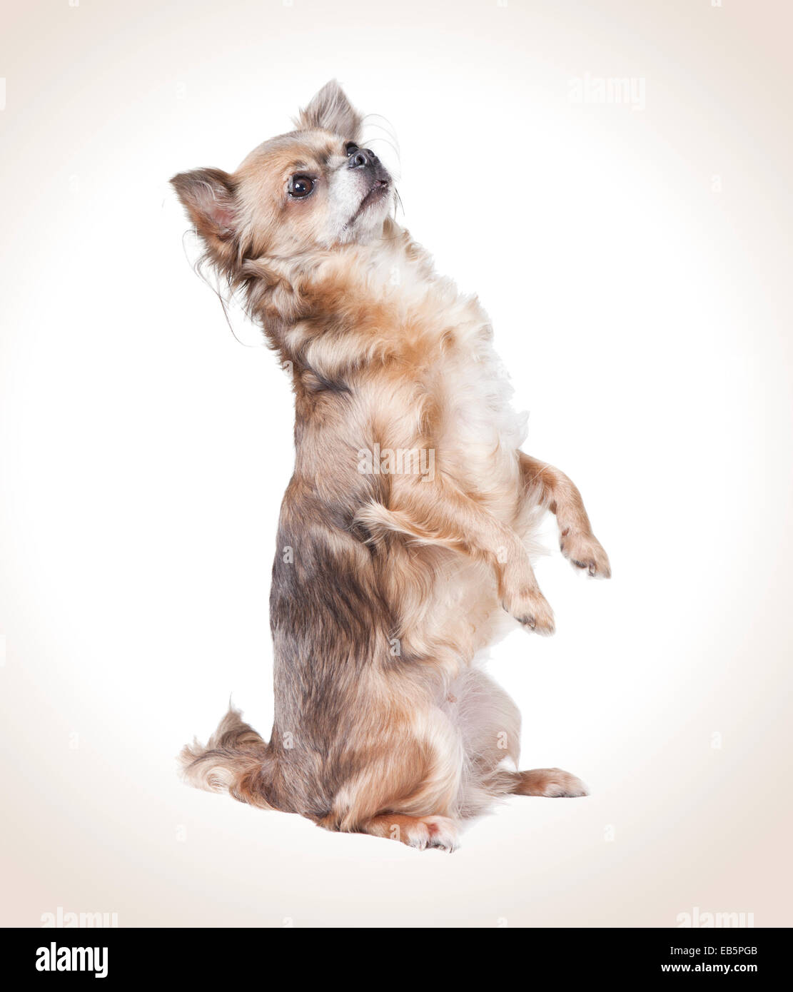 Permanent à la femme enceinte jusqu'à Chihuahua Banque D'Images