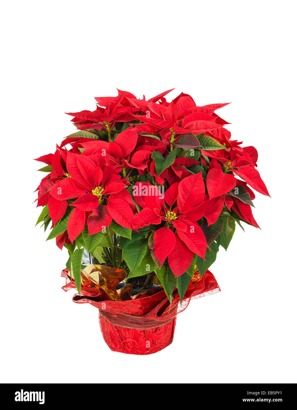 Red poinsettia (Euphorbia pulcherrima), alias l'étoile de Noël, dans un pot de fleurs de fête, isolé sur fond blanc Banque D'Images