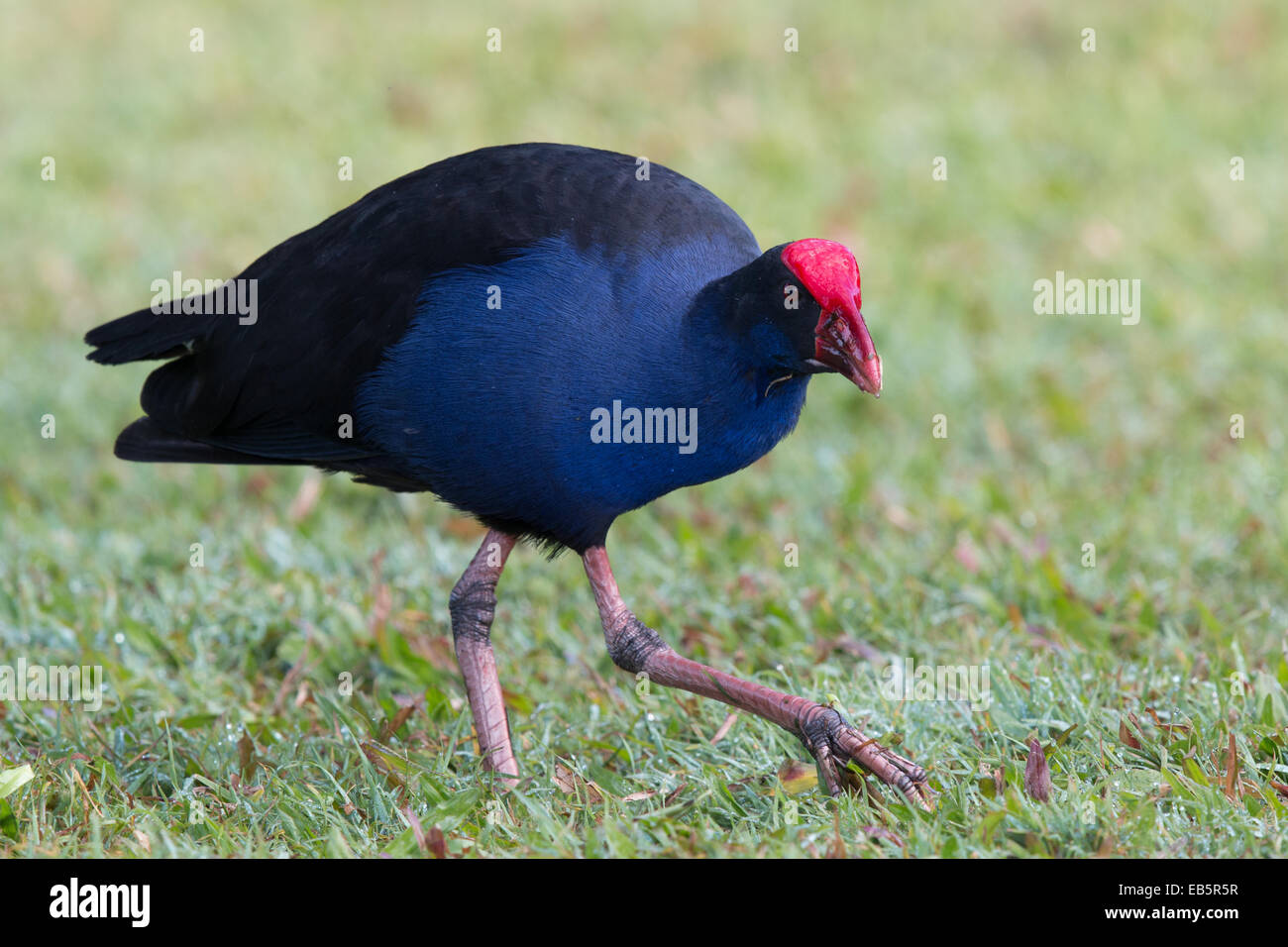 Australasian talève sultane (Porphyrio porphyrio melanotus) marchant sur une pelouse Banque D'Images