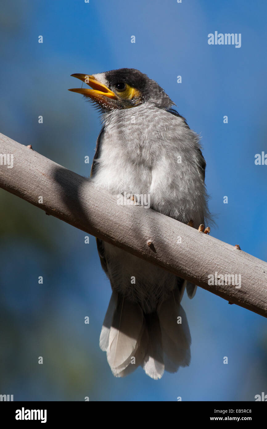 Noisy Miner (Manorina melanocephala) Banque D'Images