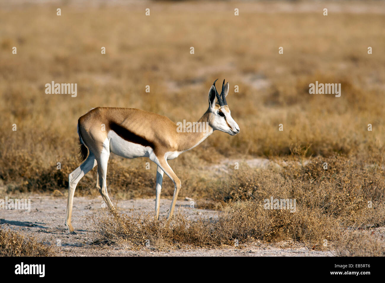 Le Springbok (Antidorcas marsupialis) - Etosha National Park - Namibie, Afrique Banque D'Images