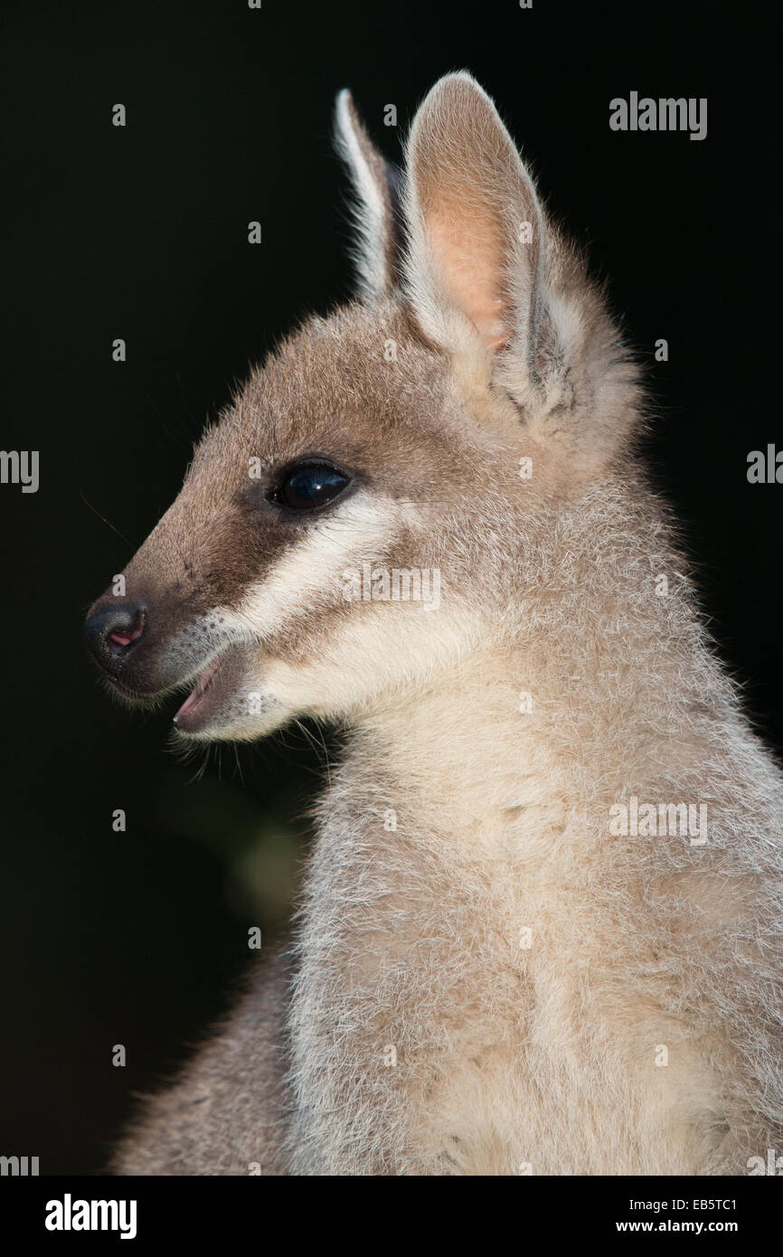 Wallaby coureur (Macropus parryi) - également connu sous le nom de Pretty-face Wallaby Banque D'Images
