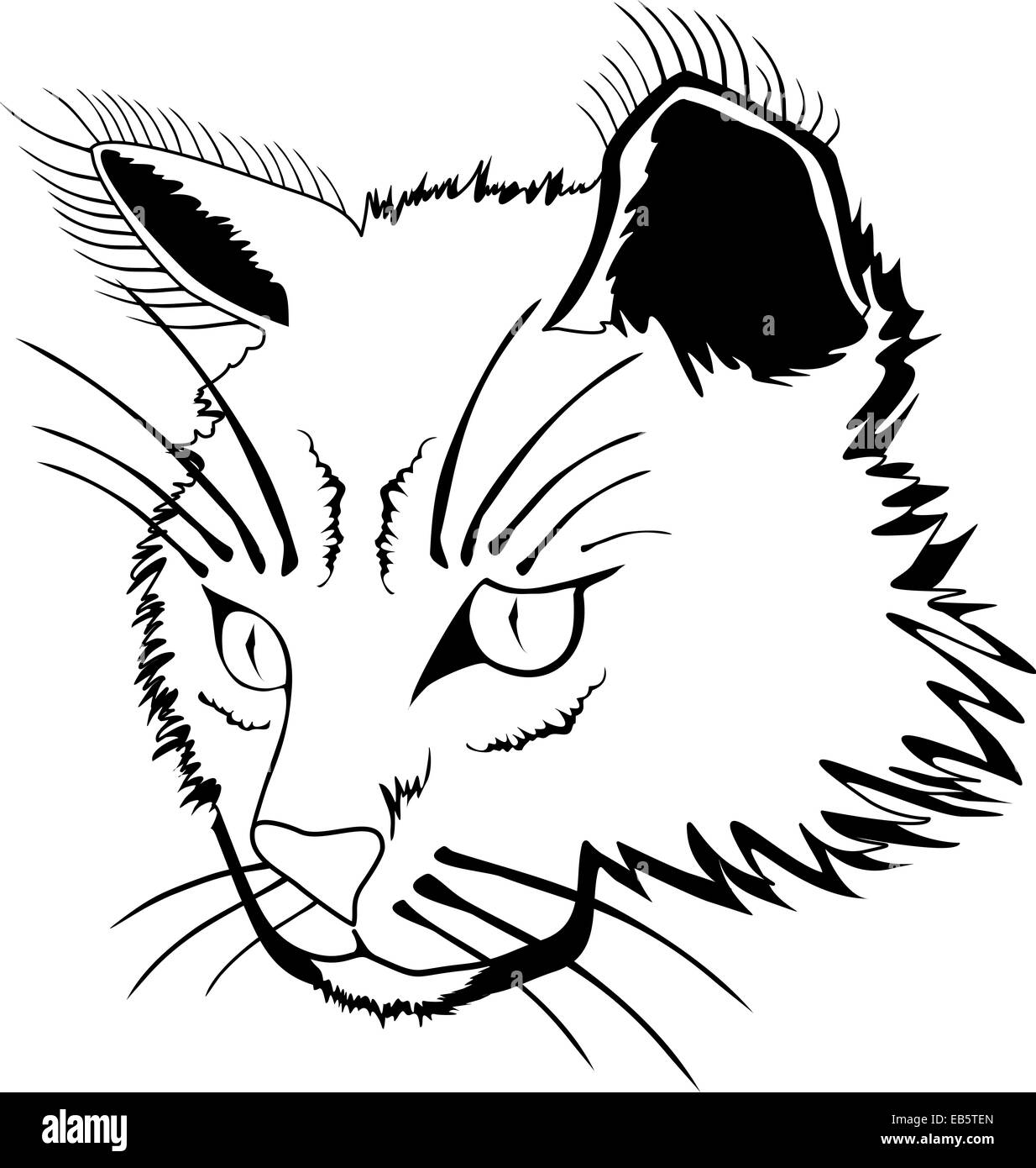 Visage de chat Banque D'Images