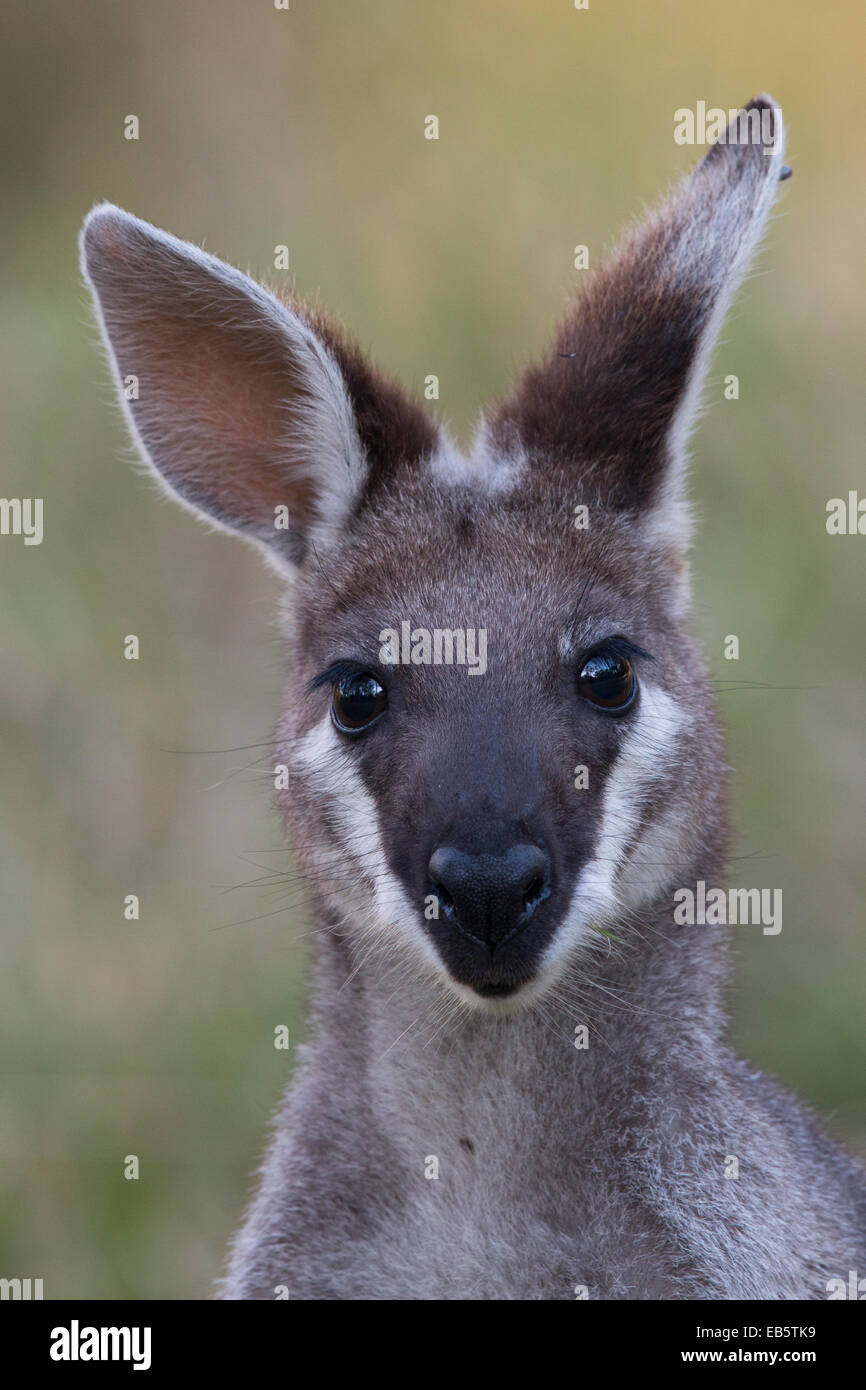 Wallaby coureur (Macropus parryi) - également connu sous le nom de Pretty-face Wallaby Banque D'Images