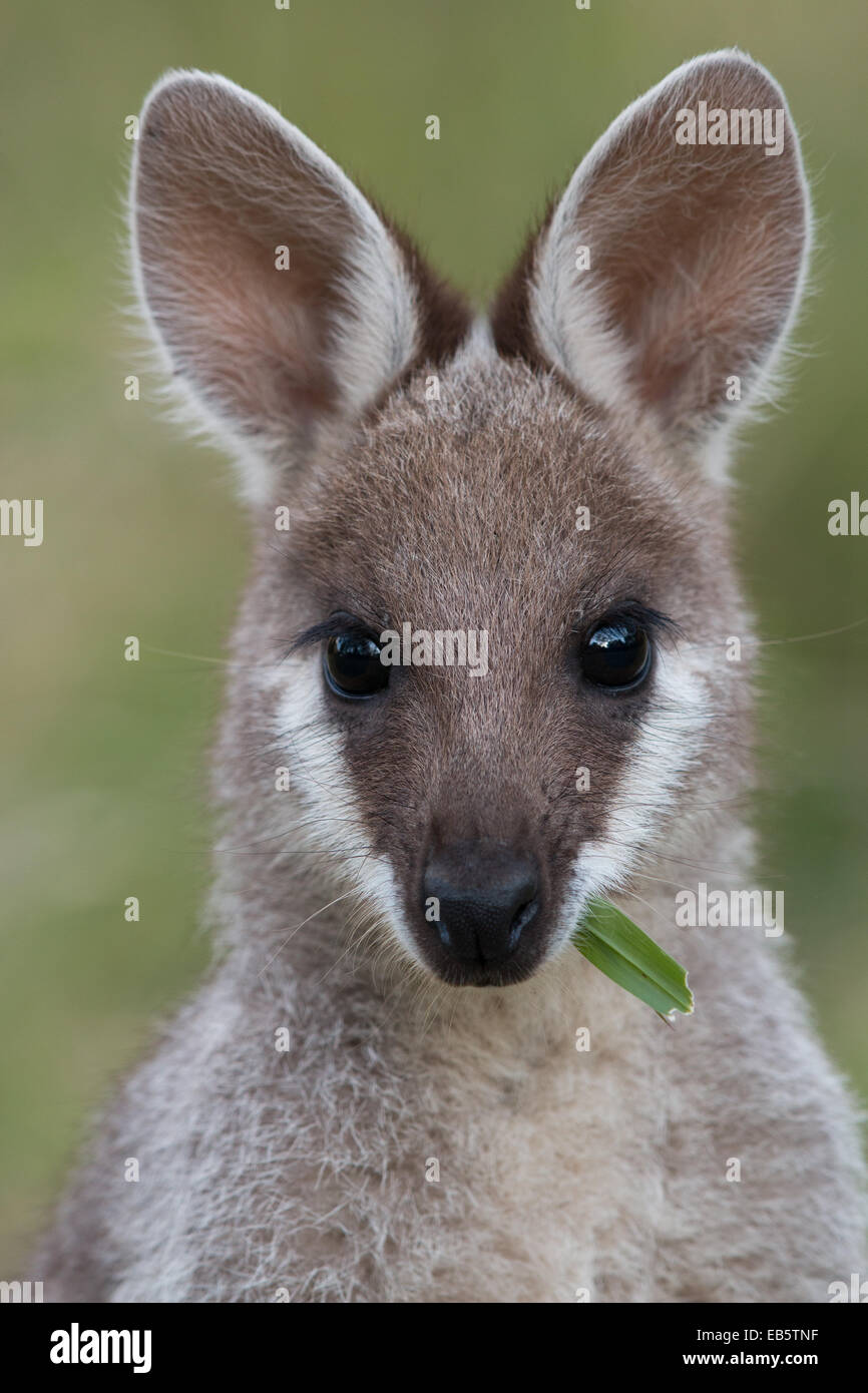 Wallaby coureur (Macropus parryi) - également connu sous le nom de Pretty-face Wallaby Banque D'Images