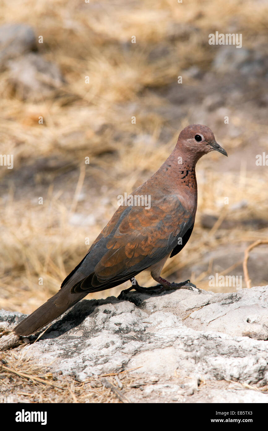 Laughing Dove (Spilopelia senegalensis) - Point d'Koinachas - Etosha National Park, Namibie, Afrique Banque D'Images