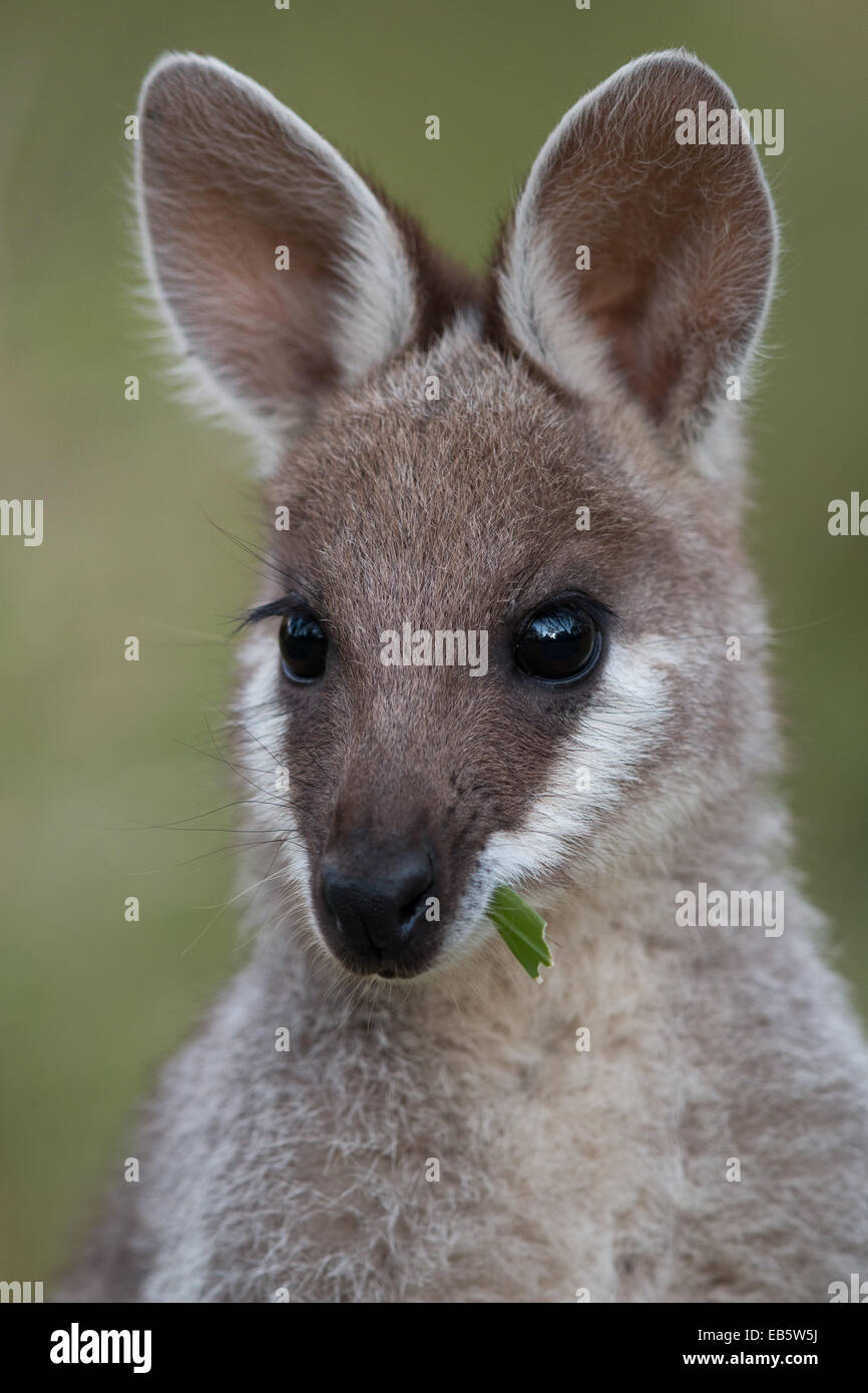 Wallaby coureur (Macropus parryi) - également connu sous le nom de Pretty-face Wallaby Banque D'Images