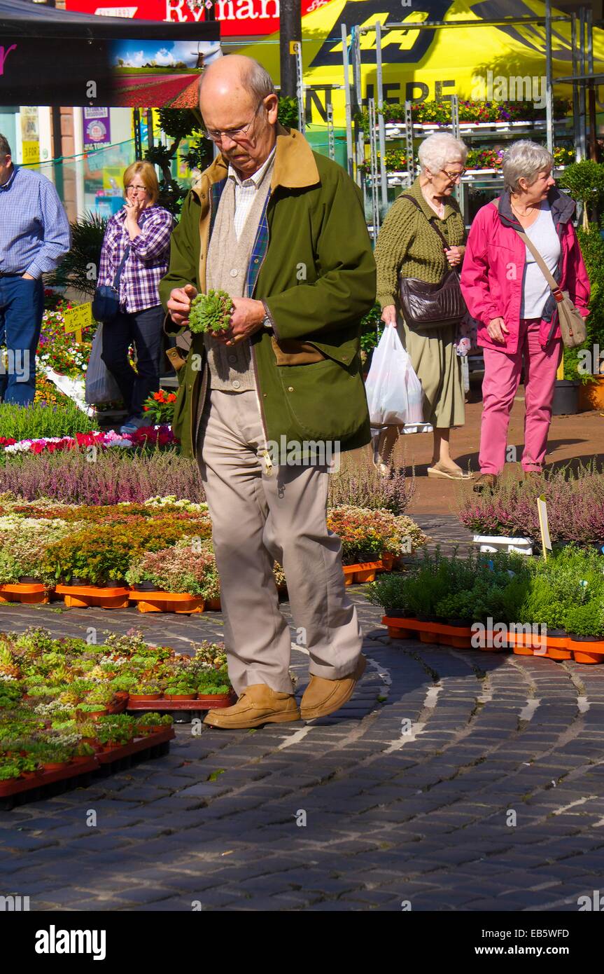 Old man looking at plants. Carlisle marché continental. Le centre-ville de Carlisle, Carlisle, Cumbria, England, UK. Banque D'Images