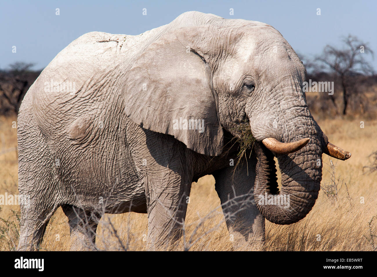 L'éléphant africain (Loxodonta africana) - Etosha National Park - Namibie, Afrique Banque D'Images
