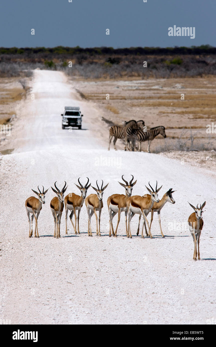 Le Springbok (Antidorcas marsupialis) - Etosha National Park - Namibie, Afrique Banque D'Images