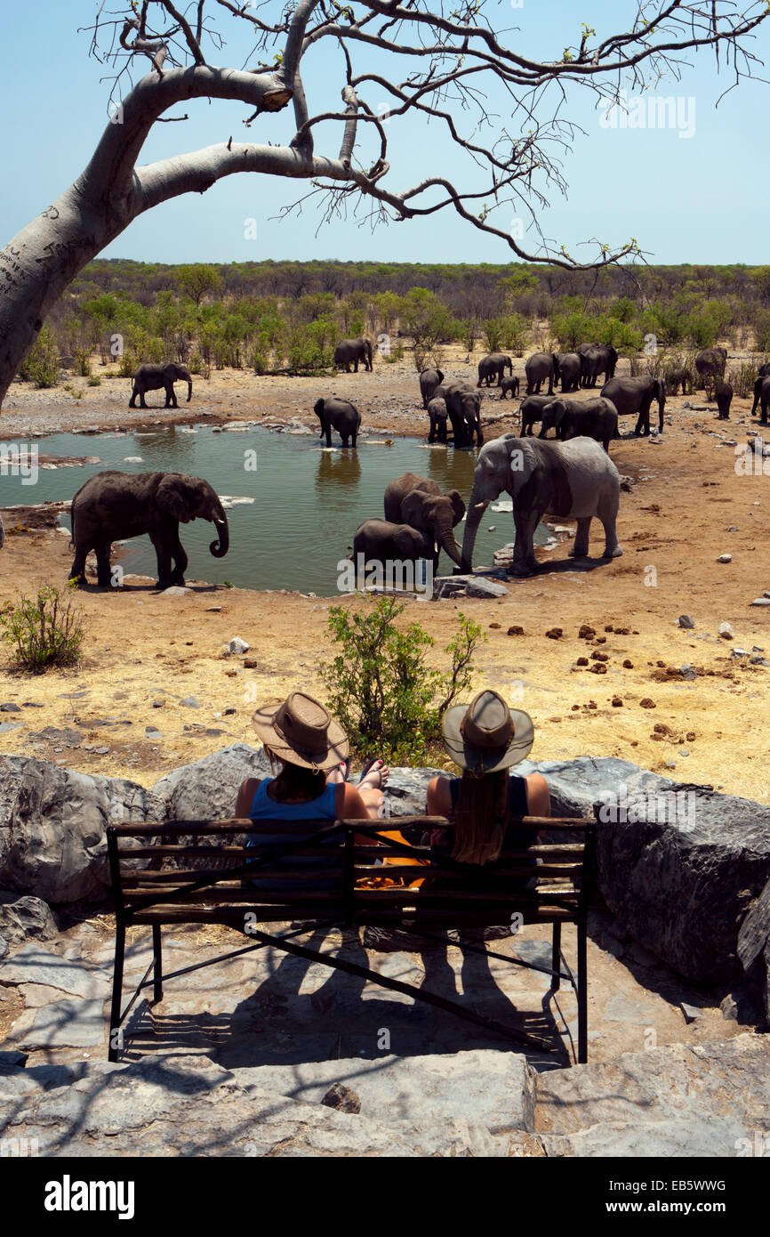 L'éléphant africain (Loxodonta africana) à Halali Waterhole - Etosha National Park - Namibie, Afrique Banque D'Images