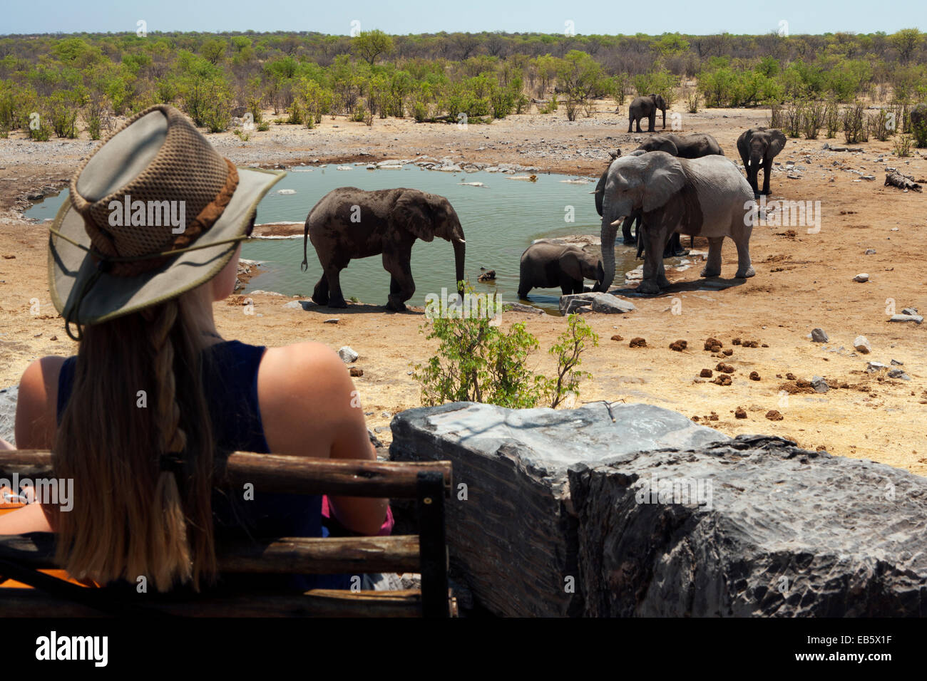 L'éléphant africain (Loxodonta africana) à Halali Waterhole - Etosha National Park - Namibie, Afrique Banque D'Images