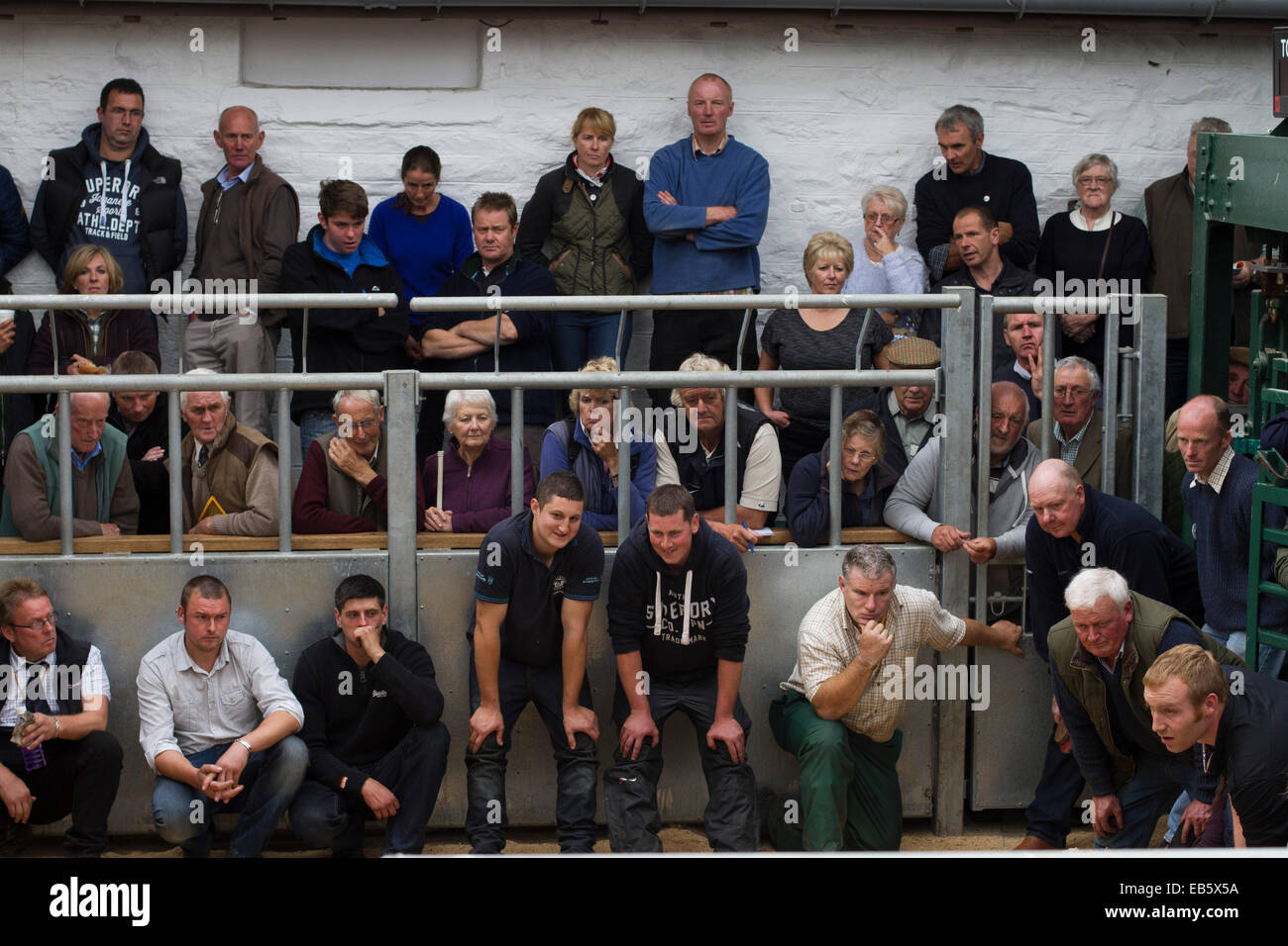 Les agriculteurs et les membres du public à regarder les moutons à la concurrence Dalmally Agricultural Society Show, Dalmally, en Écosse. Banque D'Images