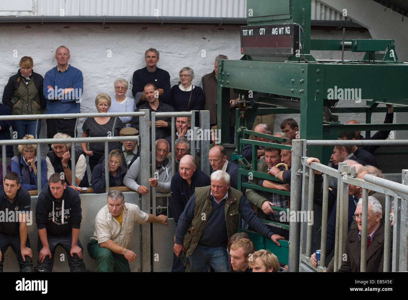 Les agriculteurs et les membres du public à regarder les moutons à la concurrence Dalmally Agricultural Society Show, Dalmally, en Écosse. Banque D'Images