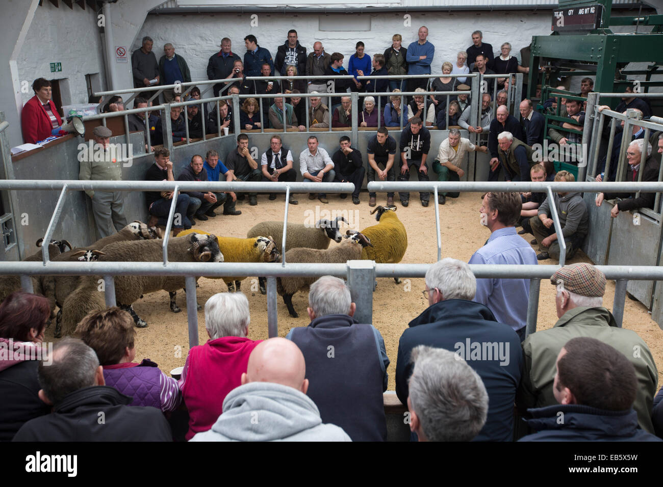Les agriculteurs et les membres du public à regarder un mouton à la concurrence Dalmally Agricultural Society Show, l'Écosse. Banque D'Images