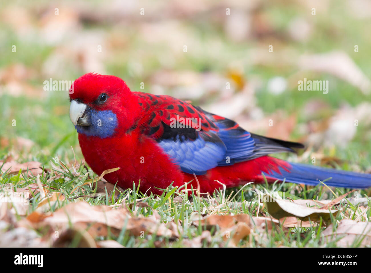 Crimson Rosella (Platycercus elegans) Banque D'Images