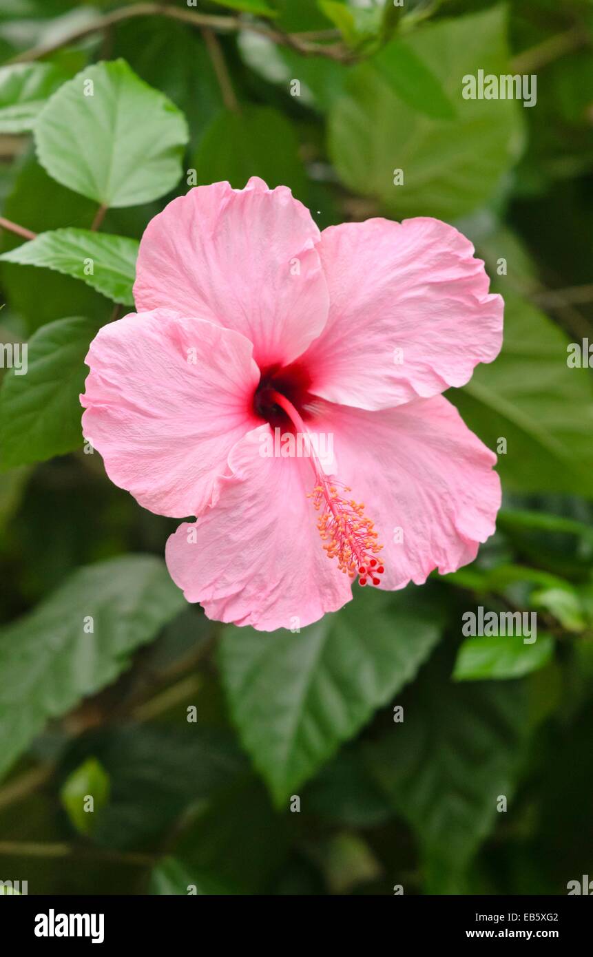 Hibiscus (hibiscus chinois rosa-sinensis) Banque D'Images
