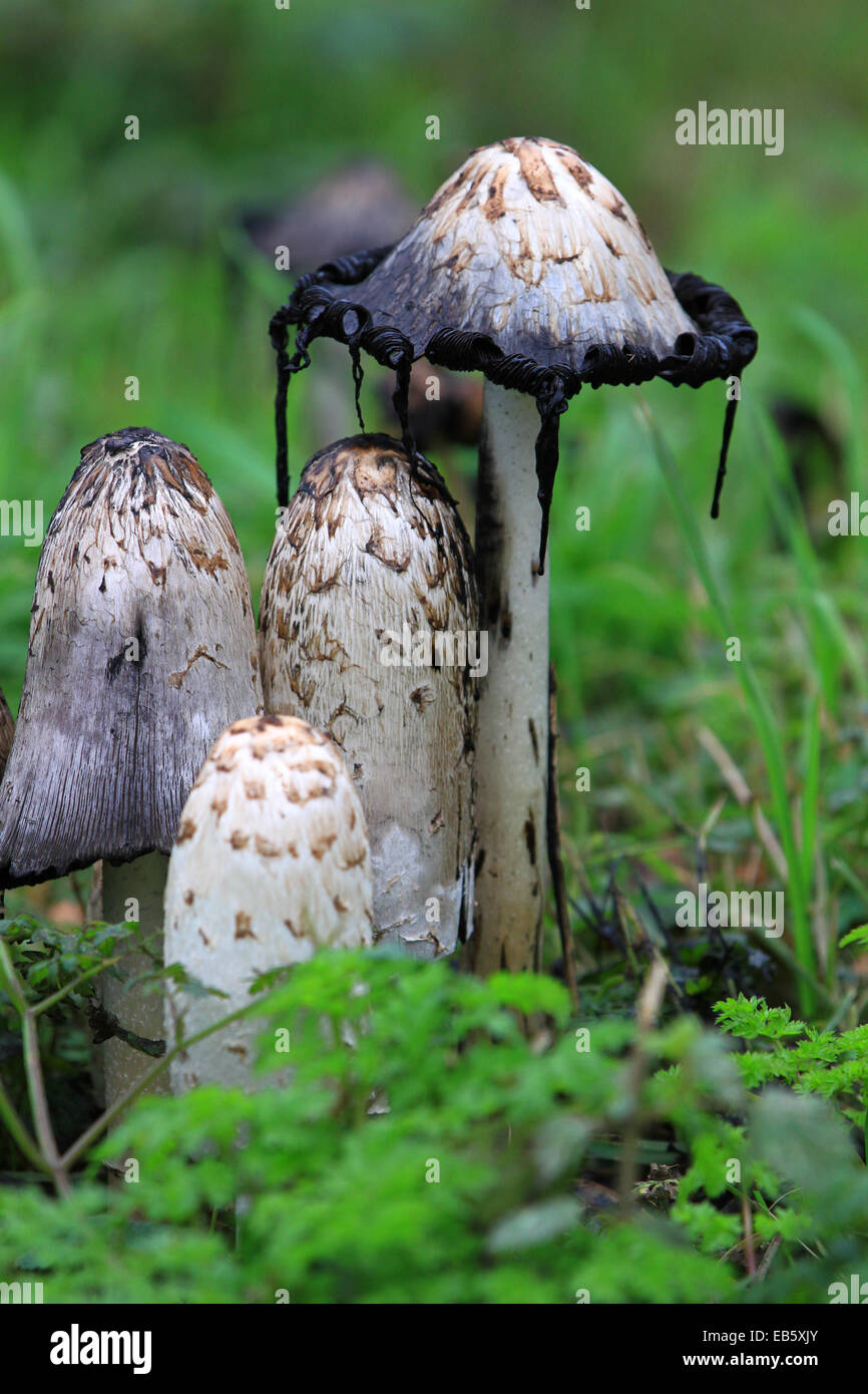 Le Shaggy, bouchon d'encre, sombre, aspect de boue toxique, comestible, perruques d'avocats, champignons, magiques, contes, contes de fées, sauvage, auto-digestion, encre, écriture. Banque D'Images