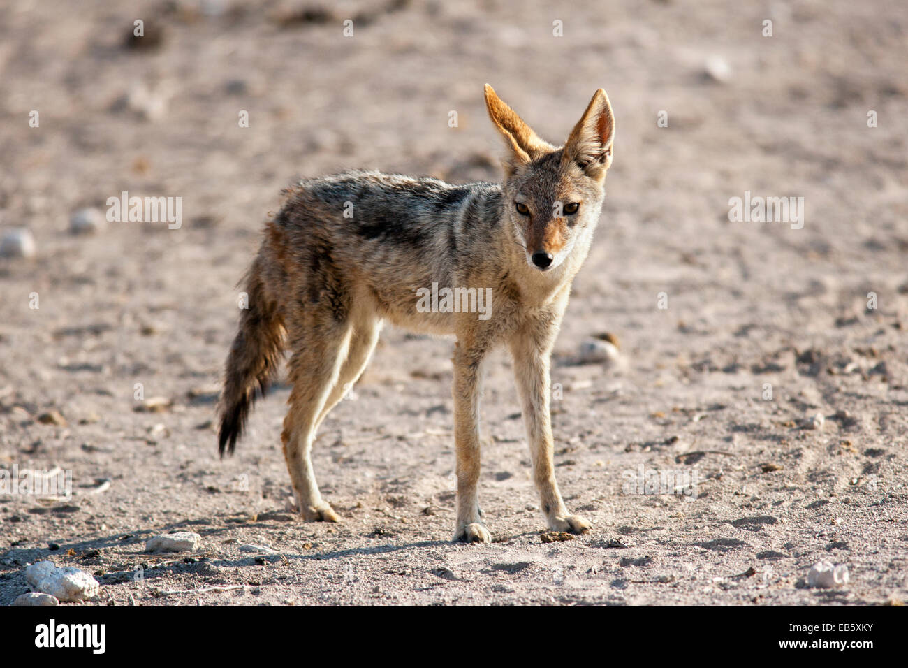 Le Chacal à dos noir (Canis mesomelas) - Etosha National Park - Namibie, Afrique Banque D'Images