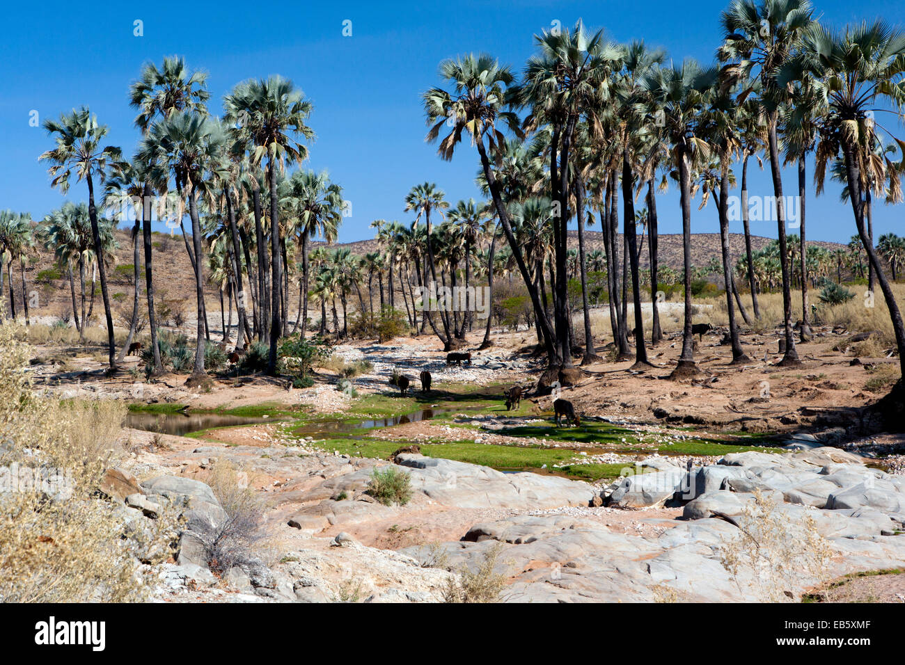 Palmiers Makalani (Hyphaene petersiana) dans le Damaraland - Namibie, Afrique Banque D'Images