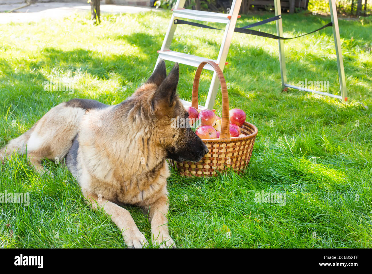 Race de chien berger allemand garde les pommes dans le jardin Banque D'Images