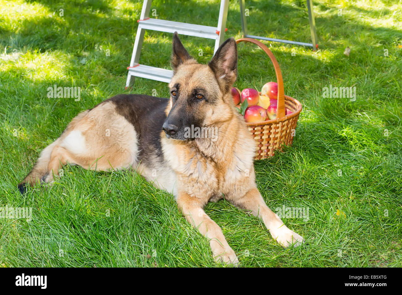 Race de chien berger allemand garde les pommes dans le jardin Banque D'Images