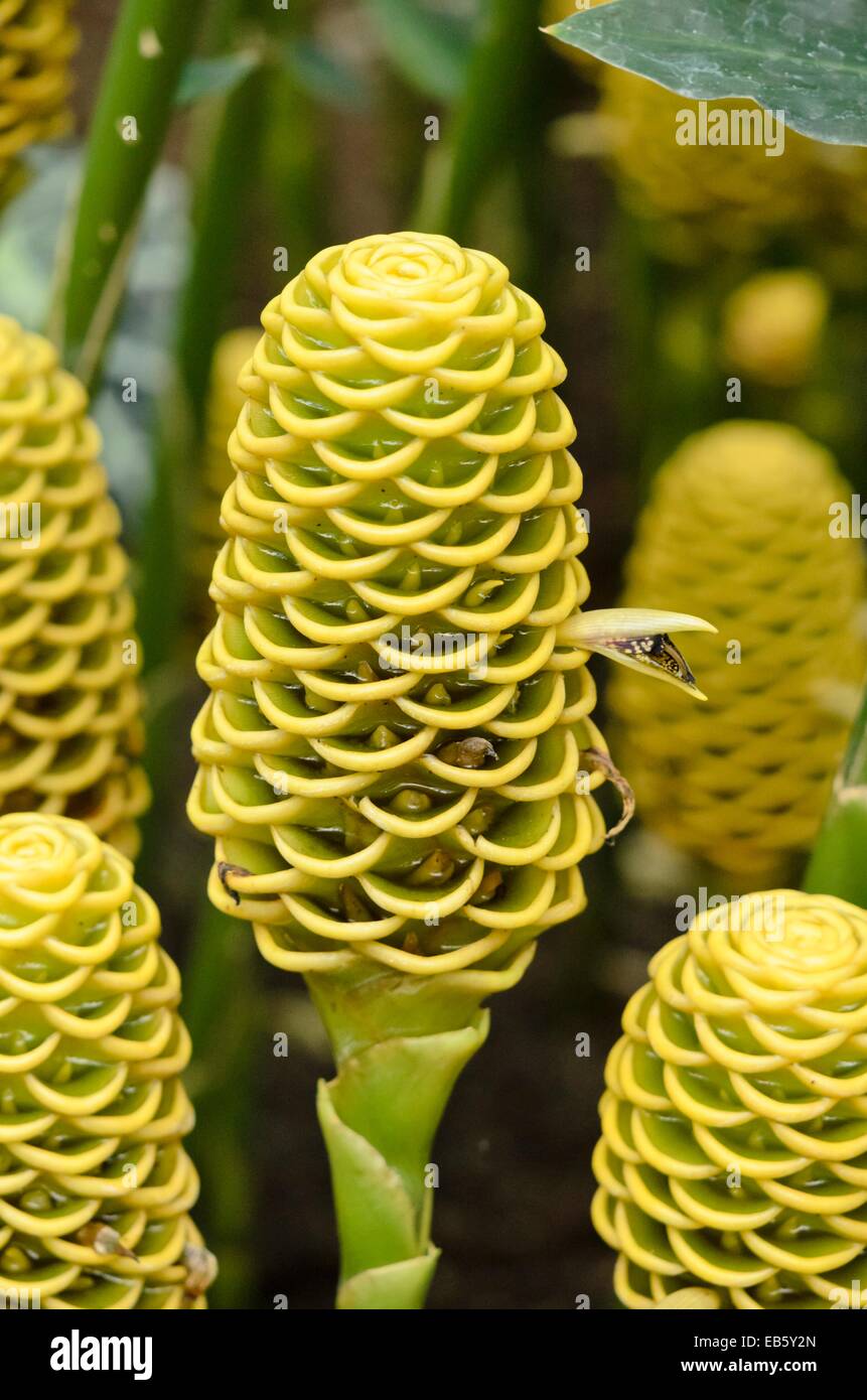 Ruche gingembre (zingiber spectabilis) Banque D'Images