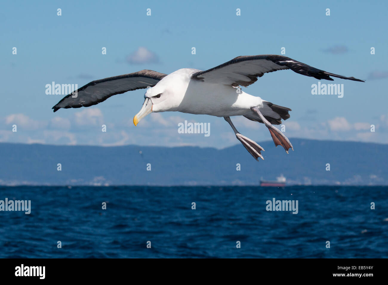 Timide/albatros à cape blanche (Thalassarche cauta/steadi) en vol Banque D'Images