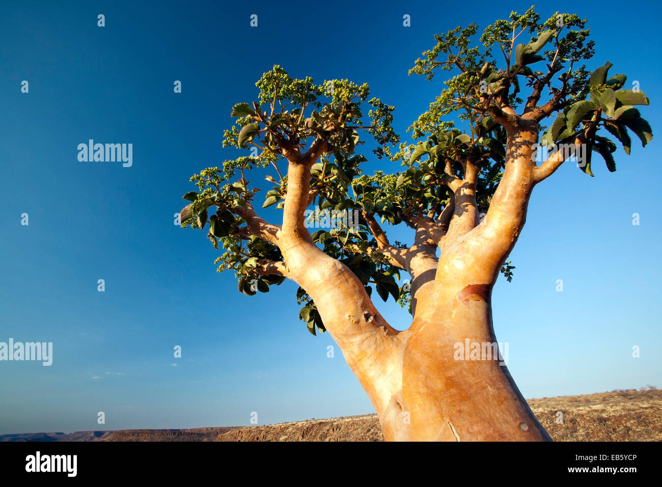 Arbre généalogique inhabituelle à Grootberg Lodge - Damaraland, Namibie, Afrique Banque D'Images