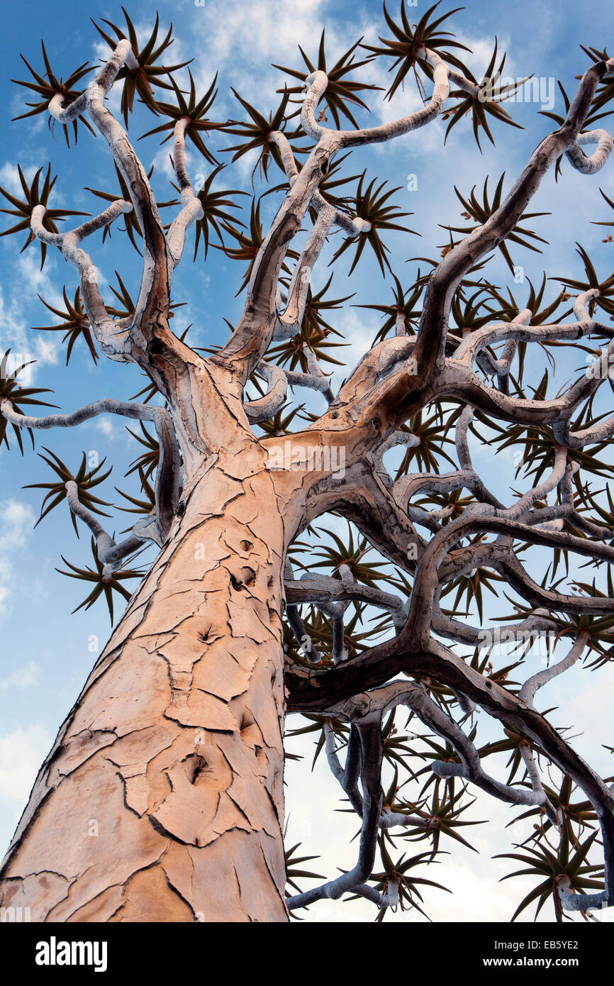 Quiver Tree (Aloe dichotoma) Forêt - Keetmanshoop, Namibie, Afrique Banque D'Images