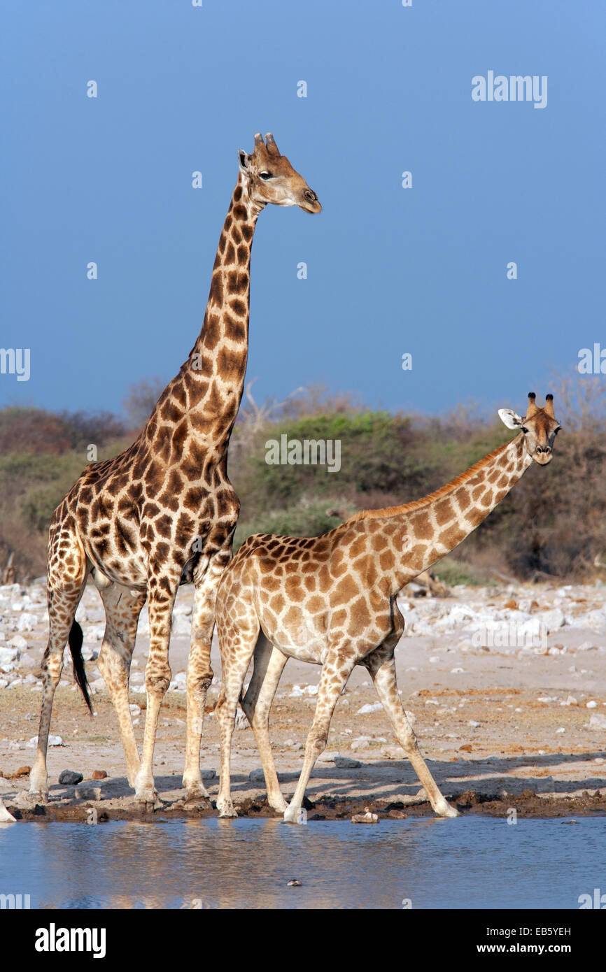 Girafe (Giraffa camelopardalis) - Klein Namutoni Waterhole - Etosha National Park - Namibie, Afrique Banque D'Images