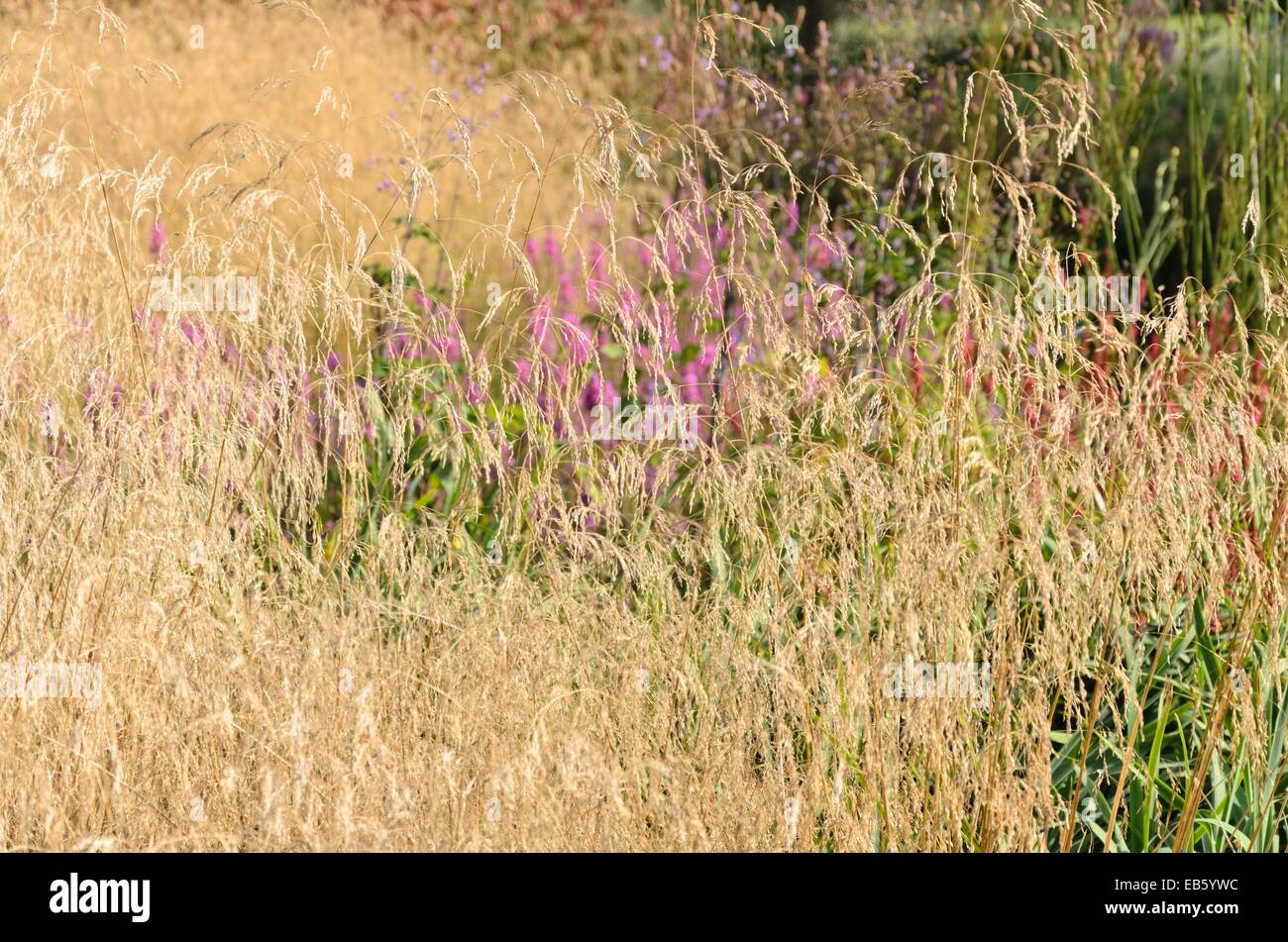 Canche cespiteuse (Deschampsia cespitosa 'tardiflora') Banque D'Images