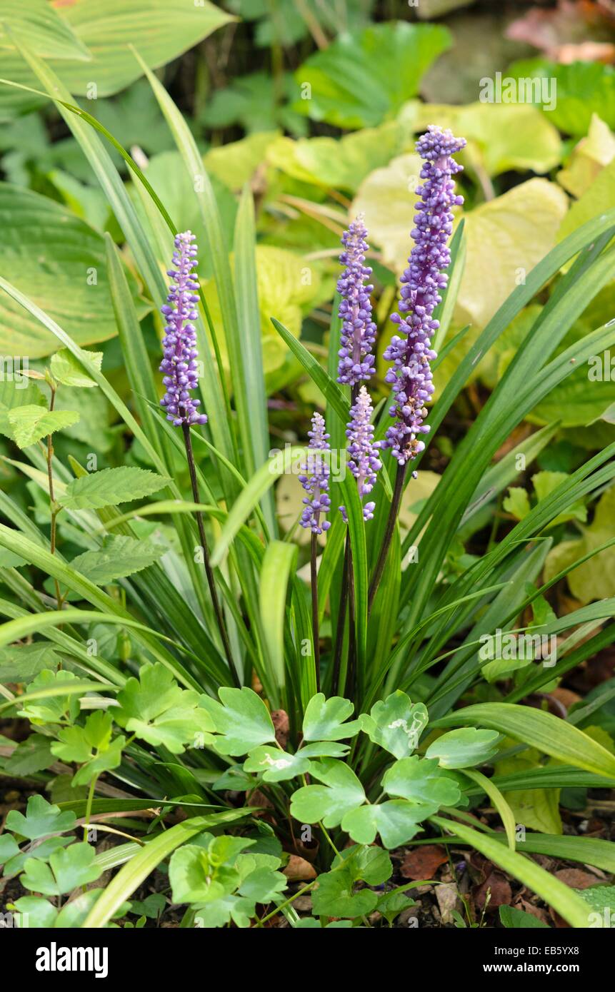 Big Blue lily turf (liriope muscari) Banque D'Images