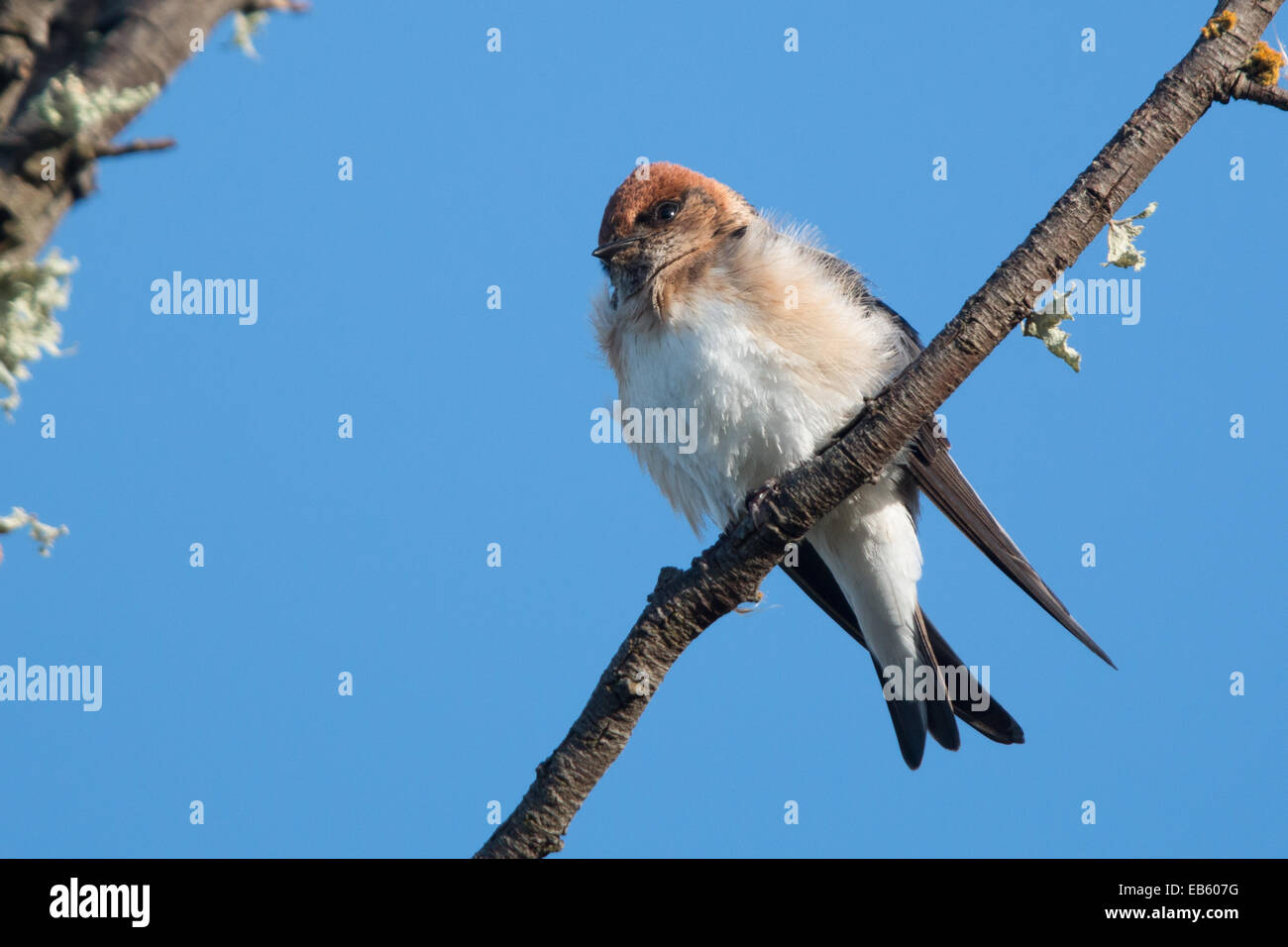 Conte de Martin (Hirundo ariel) Banque D'Images