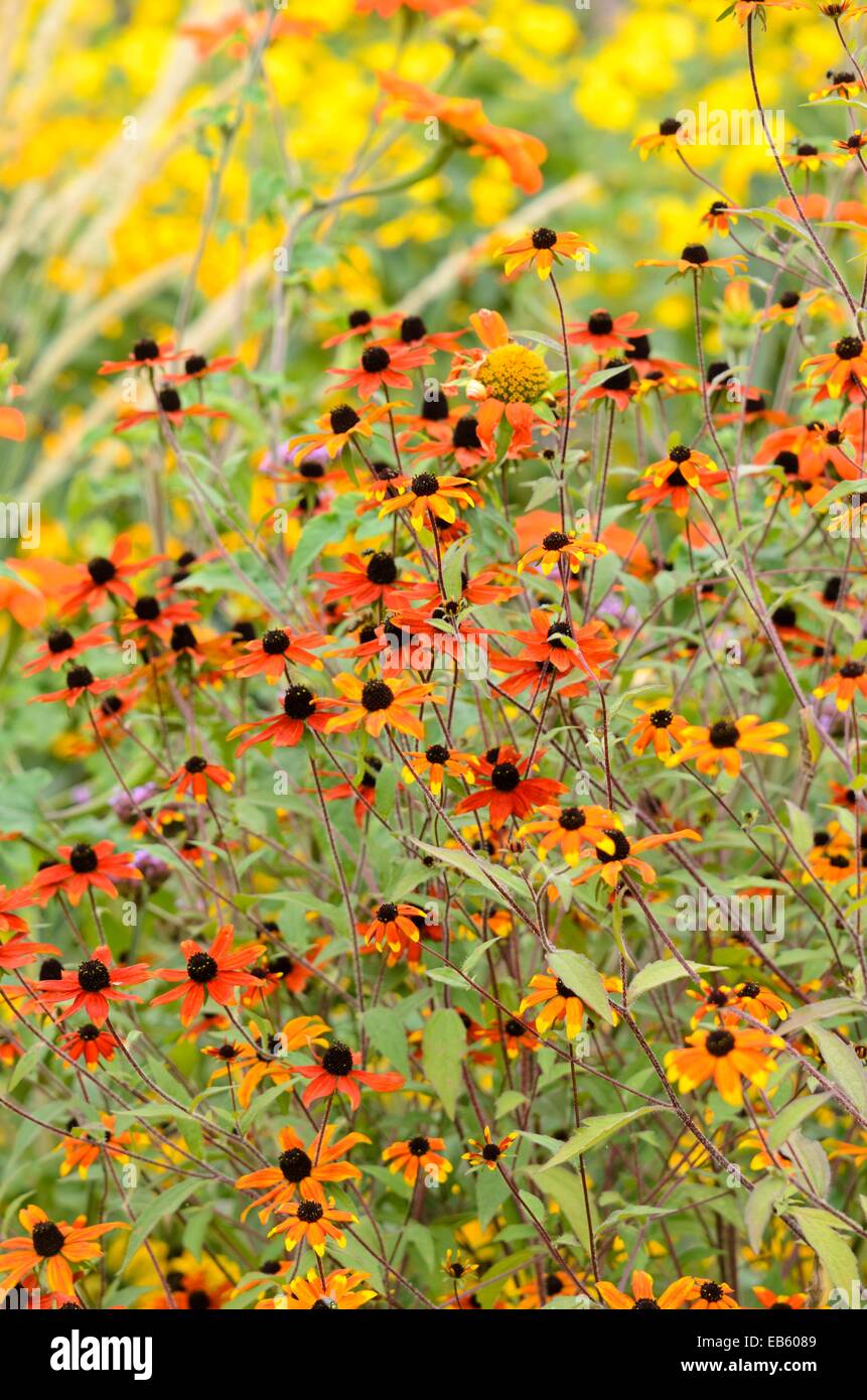 Brown-eyed susan (Rudbeckia triloba 'prairie') Banque D'Images