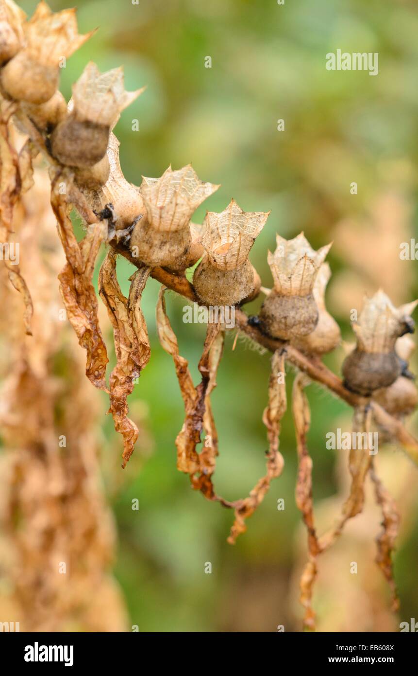 Jusquiame noire (Hyoscyamus niger) Banque D'Images