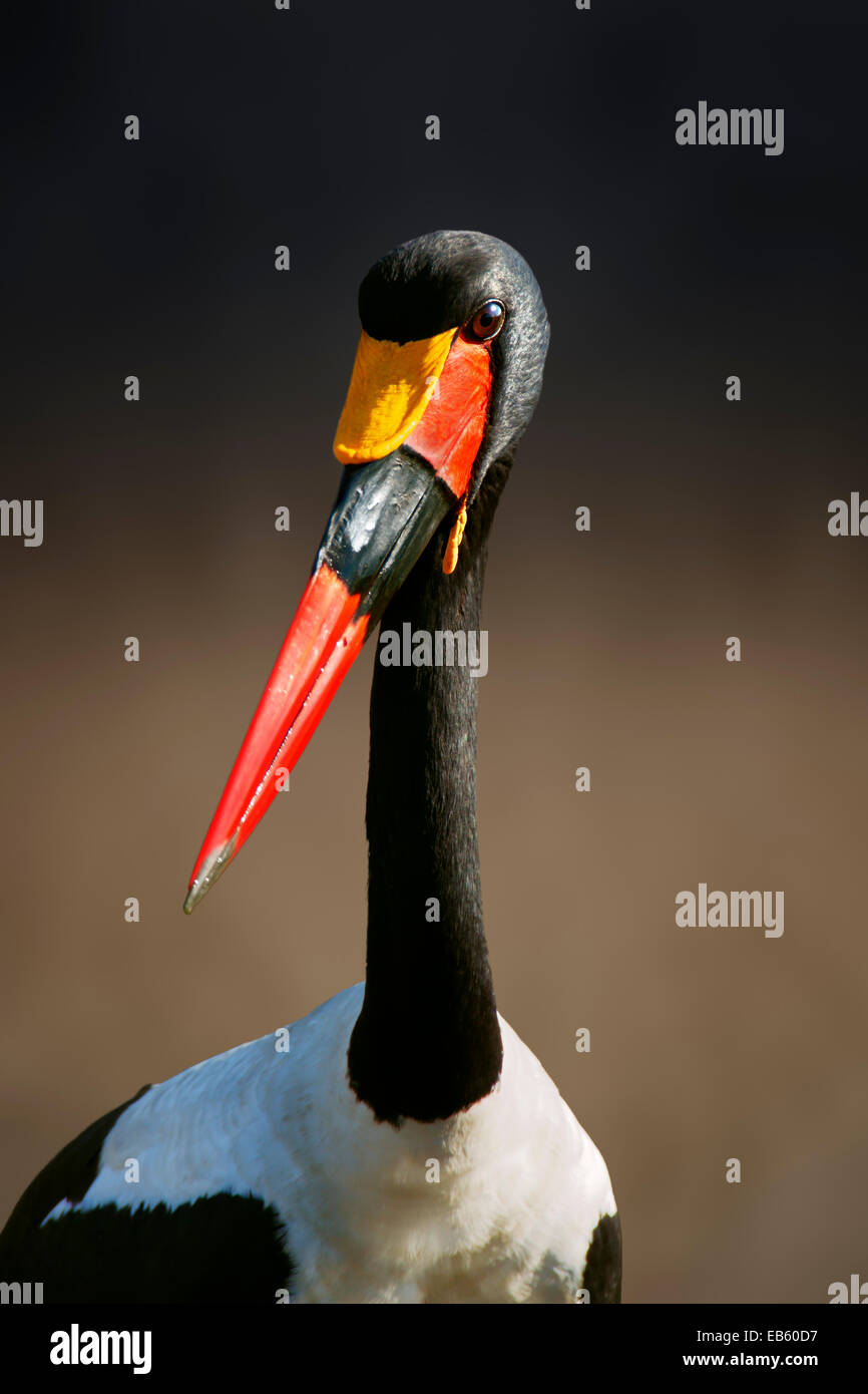 Saddle-billed stork (Ephippiorhynchus senegalensis) portrait close-up - Parc National Kruger (Afrique du Sud) Banque D'Images