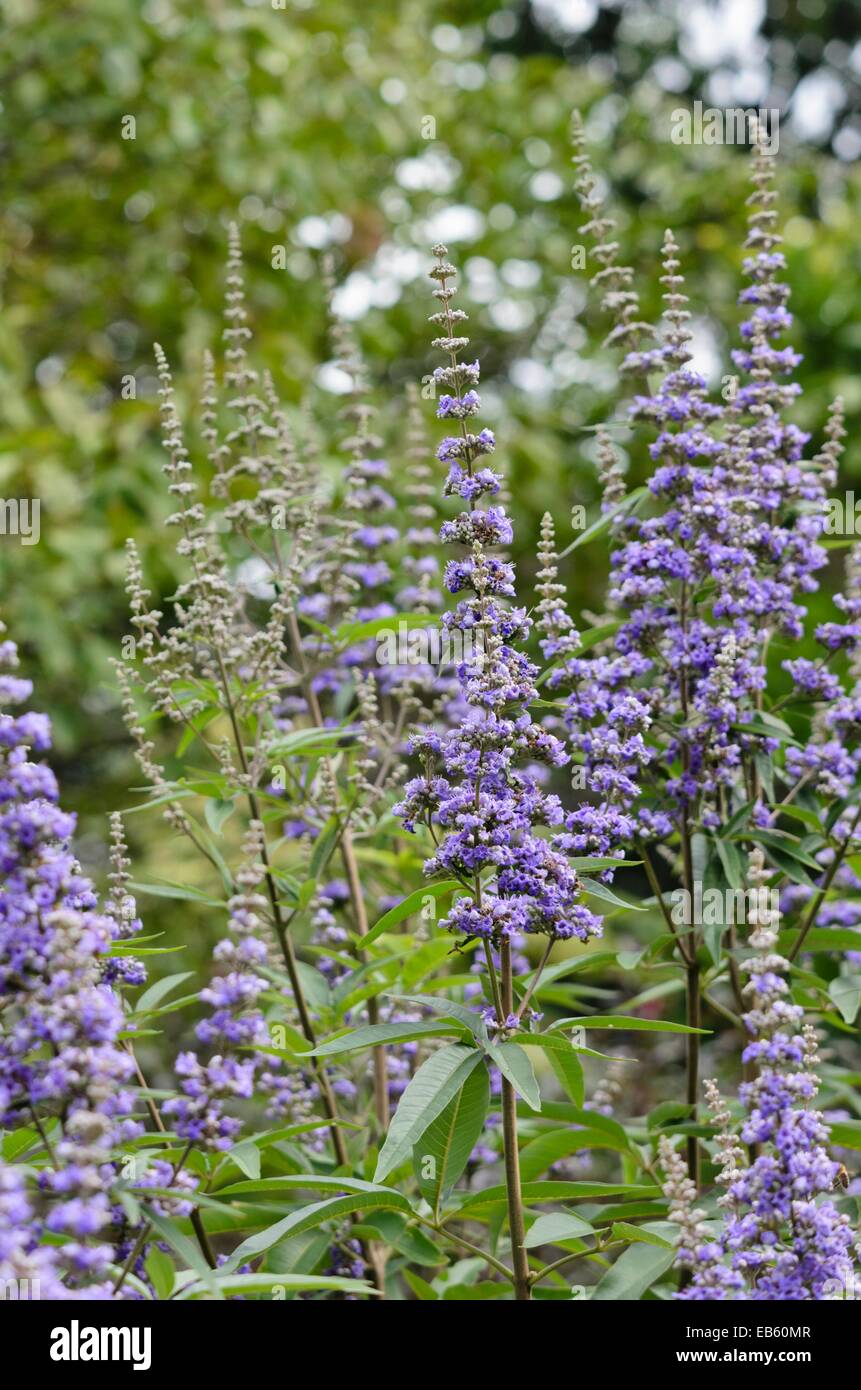 Gattilier (Vitex agnus-castus) Banque D'Images