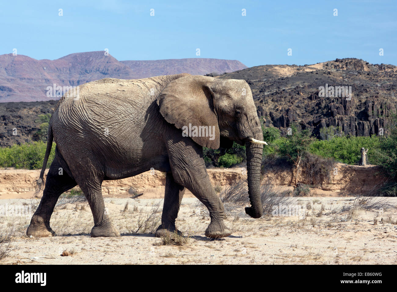 L'éléphant d'Afrique (Désert-adapté) - Huab River, près de Twyfelfontein, Damaraland, Namibie, Afrique Banque D'Images